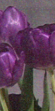 Joe's Noise - Color