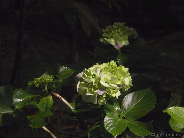 hawaii-04_2706.jpg