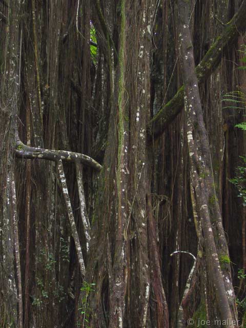 hawaii-04_2727.jpg