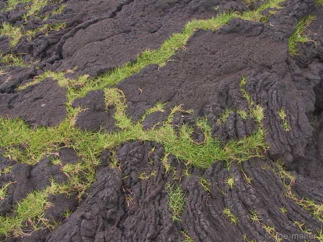 hawaii-04_2801.jpg