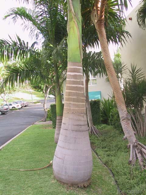 hawaii-09_2976.jpg