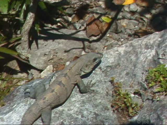tulum-035